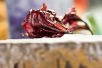 Blüte in Saeta-Technik